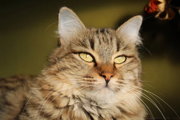 Close Gato Marrom Adorável Fofo Com Belos Olhos Amarelos — Fotografia de Stock