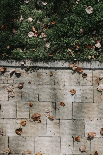 가을에 황금빛 잎으로 뒤덮인 포장도로와 풀들의 — 스톡 사진