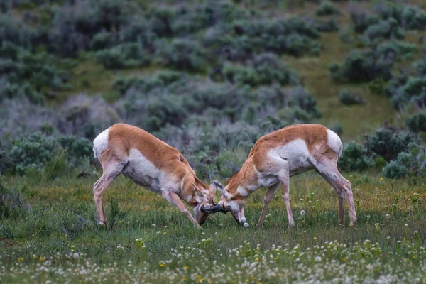 Tiro Seletivo Foco Antílopes Pronghorn Campo — Fotografia de Stock