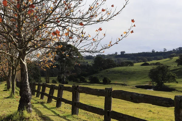 オーストラリアの秋の美しいショット — ストック写真