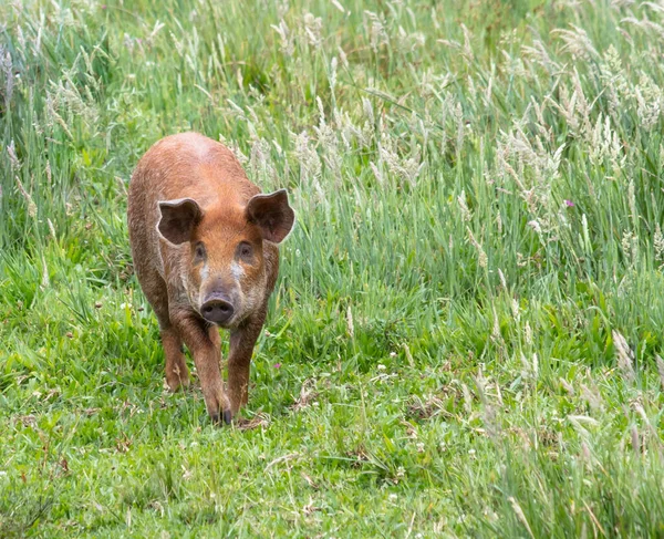 Tiro Del Divertido Cerdo Doméstico Marrón Una —  Fotos de Stock