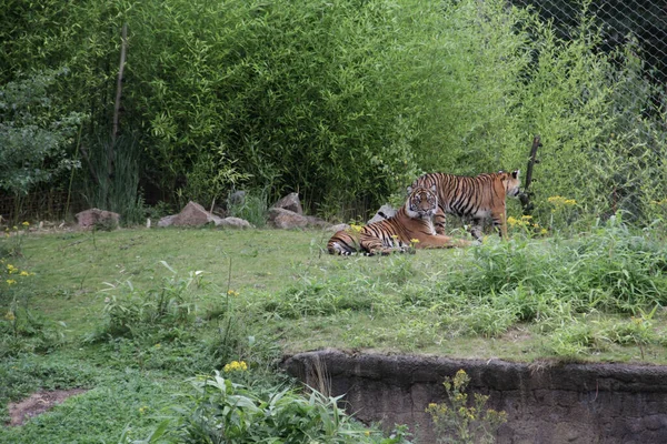 Disparo Tigres Luchando Hábitat Natural Sobre Fondo Borroso — Foto de Stock