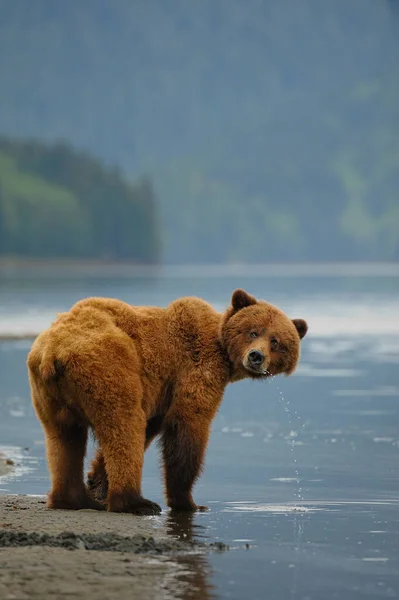 Tiro Foco Seletivo Vertical Urso Marrom Baía Lago — Fotografia de Stock