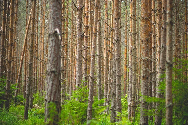 Bir Sürü Uzun Ağacı Olan Güzel Bir Orman Manzarası — Stok fotoğraf