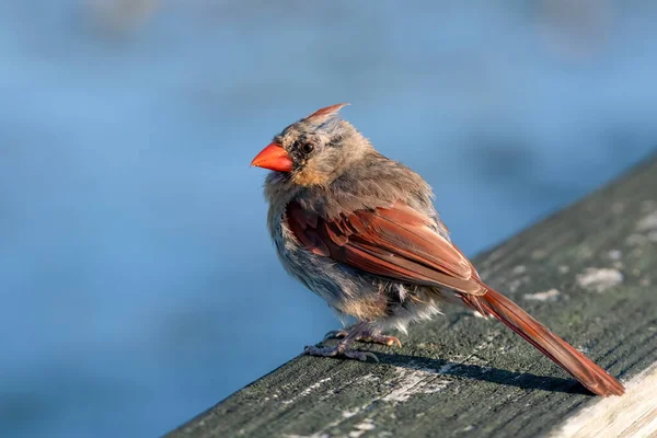 Gros Plan Sélectif Oiseau Cardinal Femelle Perché Sur Surfac Béton — Photo