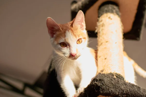 Nahaufnahme Eines Entzückenden Kätzchens Tierheim — Stockfoto