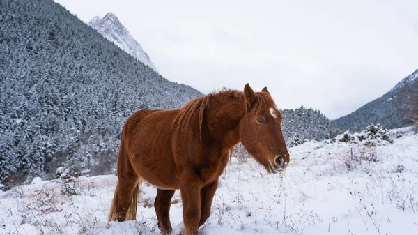 Shot Cute Red Horse Winter Forest — Stock Photo, Image