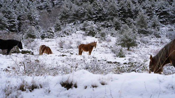 Eine Aufnahme Von Niedlichen Pferden Die Winterwald Grasen — Stockfoto