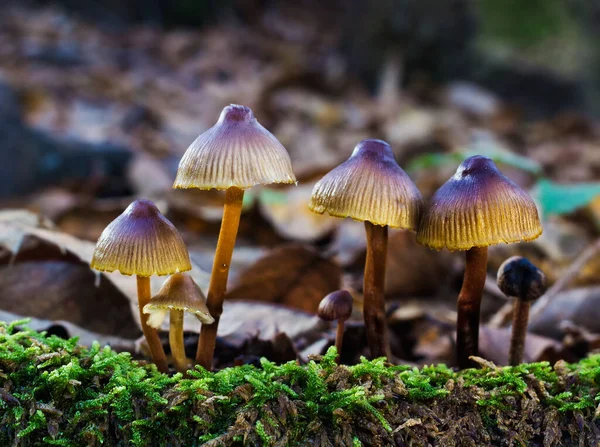 Egy Közeli Felvétel Kis Gombákról Gesztenyefák Erdejében — Stock Fotó