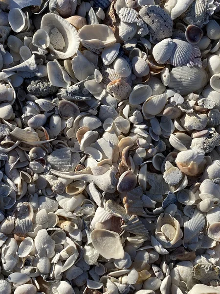 Eine Nahaufnahme Von Marinen Gegenständen Auf Einem Sand — Stockfoto