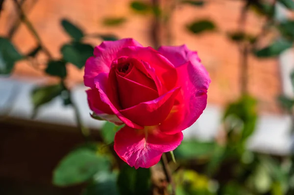 Enfoque Selectivo Una Delicada Rosa Rosa — Foto de Stock