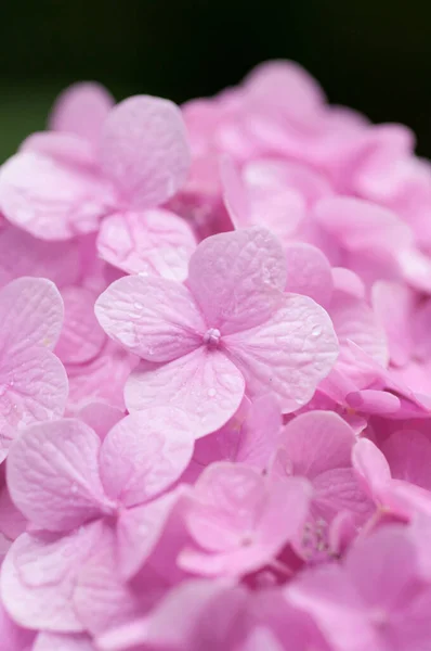 Een Selectieve Focus Shot Van Roze Hortensia Bloesem Met Waterdruppels — Stockfoto