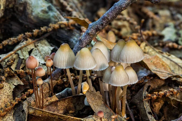 Tiro Close Pequenos Cogumelos Uma Floresta — Fotografia de Stock
