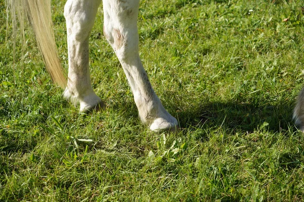 Primer Plano Pezuñas Potro Animal Caminando Sobre Hierba —  Fotos de Stock