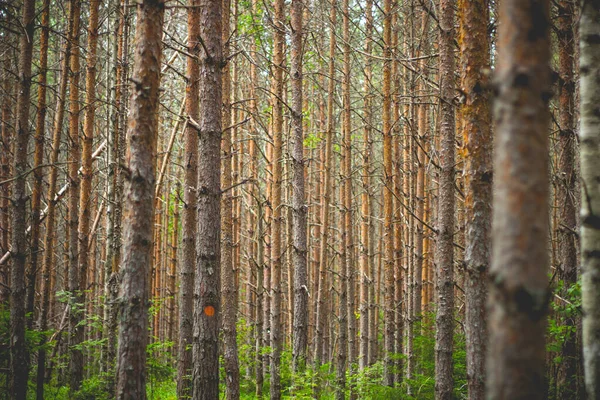 Bir Sürü Uzun Ağacı Olan Güzel Bir Orman Manzarası — Stok fotoğraf