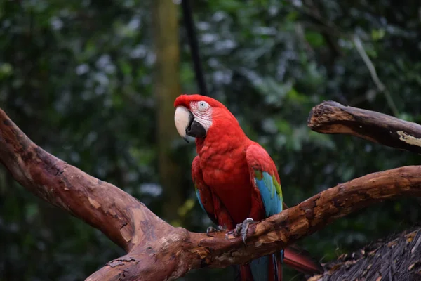 Tiro Perto Uma Arara Escarlate Empoleirada Ramo — Fotografia de Stock