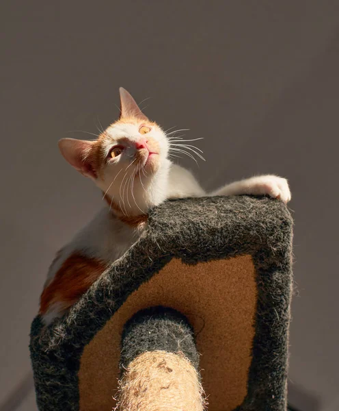 動物の避難所でかわいい子猫の垂直ショット — ストック写真
