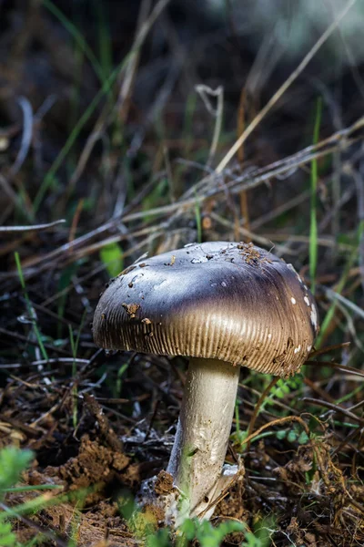 Selektiv Fokusbild Små Vilda Svampar Som Växer Skog — Stockfoto