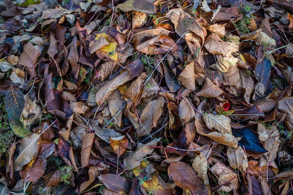 Wysoki Kąt Strzał Kolorowych Opadłych Liści Jesieni — Zdjęcie stockowe