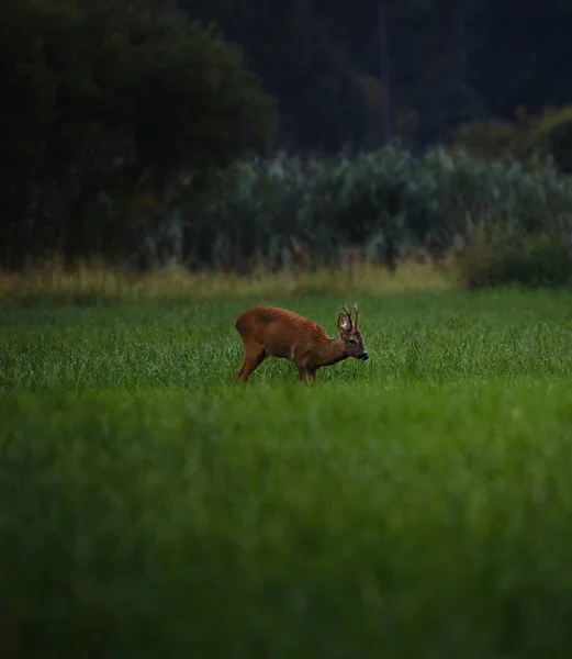 Een Selectieve Focus Close Van Een Grazende Ree Een Weide — Stockfoto