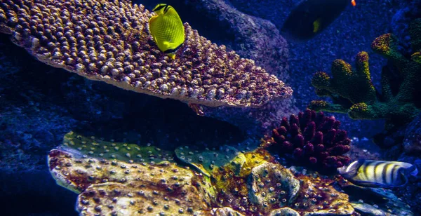 Een Shot Van Prachtige Zeeleven Een Onderzeese Provincie — Stockfoto