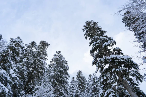 Красивый Снимок Зимнего Леса Низким Углом — стоковое фото