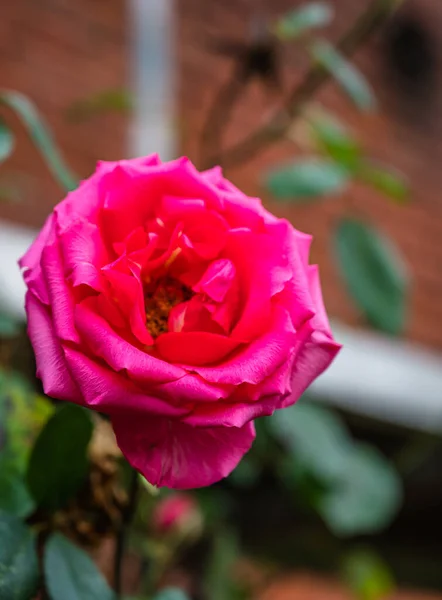 Enfoque Selectivo Vertical Una Hermosa Rosa Rosa — Foto de Stock