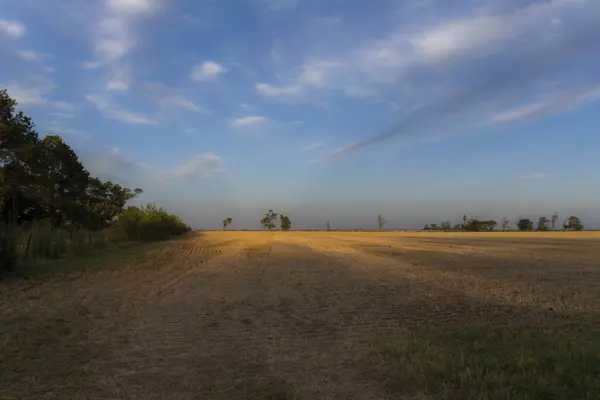 Ett Jordbruksfält Blå Himmel — Stockfoto