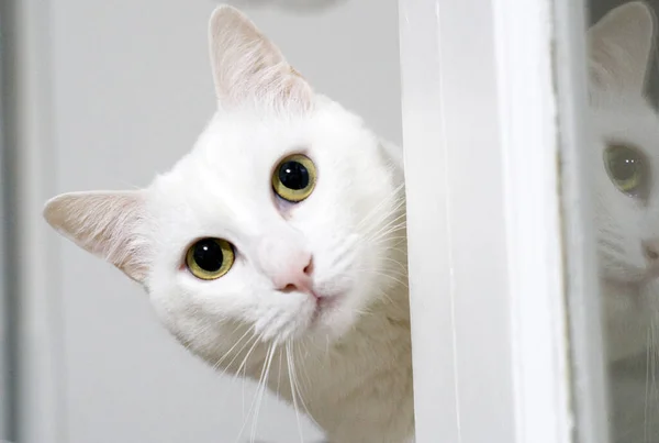 Una Foto Gato Blanco Esponjoso Mirando Por Detrás Puerta — Foto de Stock