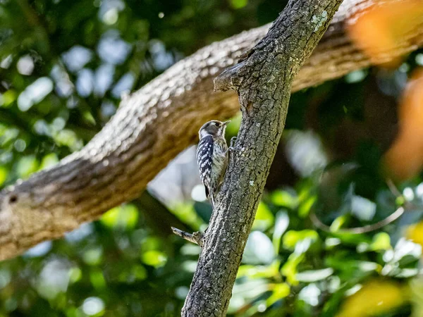一只可爱的日本侏儒啄木鸟坐在一棵树上的选择性镜头 — 图库照片