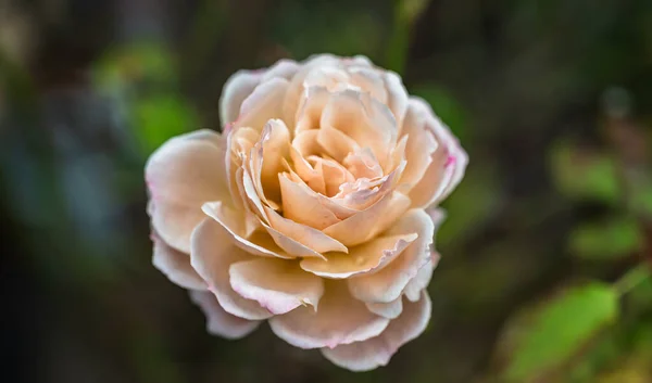 Selektivní Záběr Krásné Bílé Růže — Stock fotografie