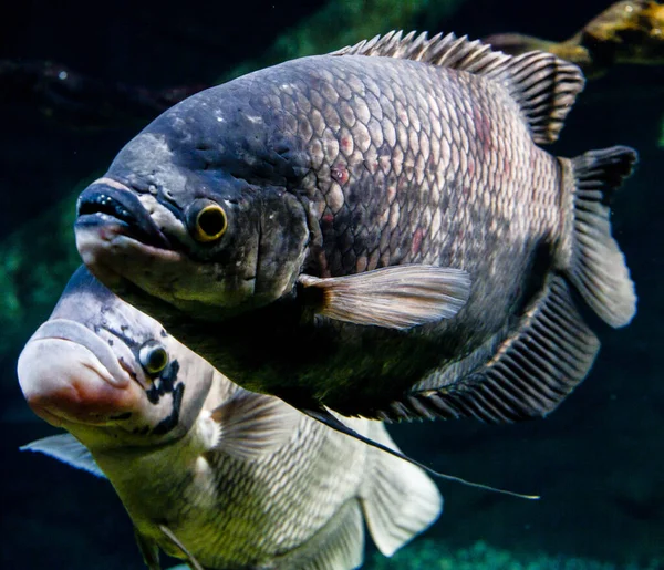 Крупный План Смешной Рыбы Пираньи Подводная Жизнь — стоковое фото