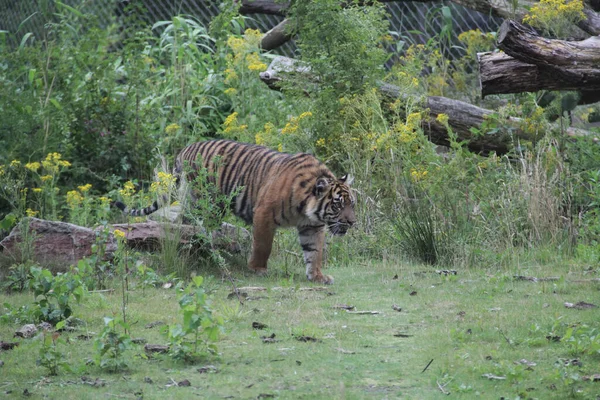 Bild Vacker Tiger Sin Naturliga Miljö Suddig Bakgrund — Stockfoto