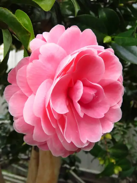 一张明亮的粉红色茶花在花园里闪闪发光的特写照片 — 图库照片