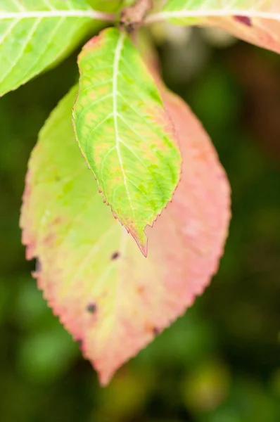 Eine Vertikale Aufnahme Von Herbstblättern Auf Verschwommenem Hintergrund — Stockfoto