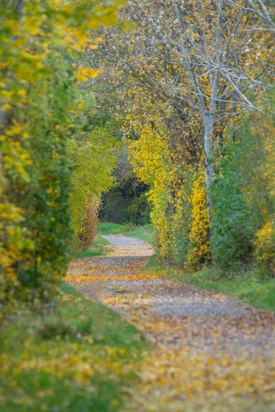 Eine Vertikale Aufnahme Eines Weges Einem Park Mit Bunten Herbstblättern — Stockfoto