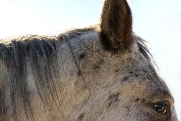 Gros Plan Oeil Cheval Sur Fond Flou — Photo