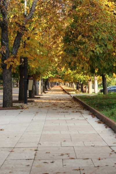 Schöne Aufnahme Eines Herbstlichen Parks — Stockfoto