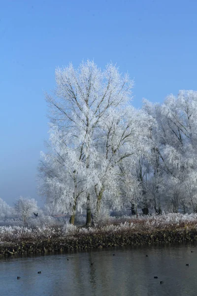 Eine Schöne Aufnahme Eines Flusses Mit Wintergefrorenen Bäumen Entlang — Stockfoto