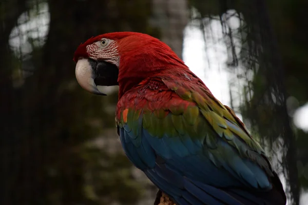 Tiro Perto Uma Arara Escarlate Empoleirada Ramo — Fotografia de Stock