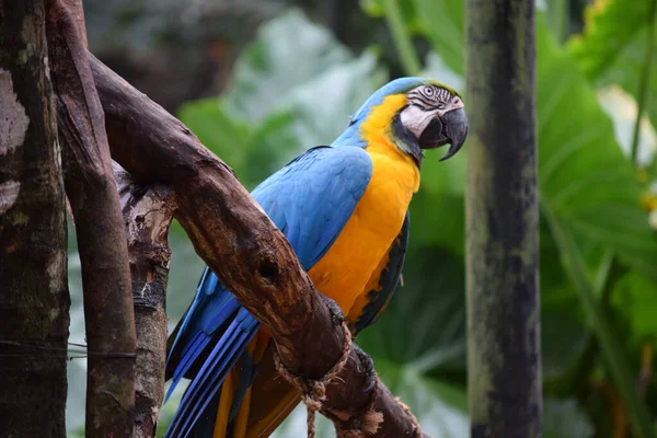 Tiro Close Uma Arara Azul Amarela Empoleirada Ramo — Fotografia de Stock