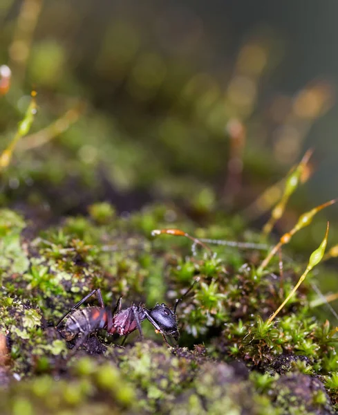 Een Selectieve Focusshot Van Een Mier Gras — Stockfoto