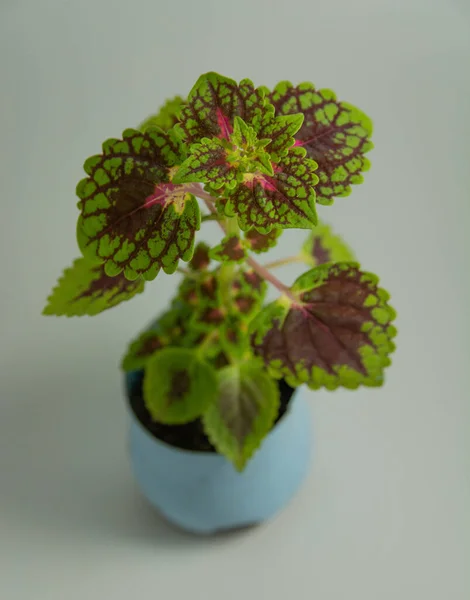 Primer Plano Vertical Una Planta Coleus Creciendo Una Maceta — Foto de Stock