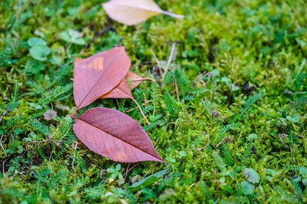 Selektywne Ujęcie Opadłych Jesiennych Liści Trawie — Zdjęcie stockowe
