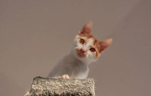 Closeup Shot Adorable Kitten Animal Shelter — Stock Photo, Image