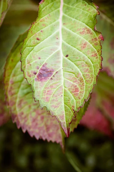 Eine Vertikale Aufnahme Von Herbstblättern Auf Verschwommenem Hintergrund — Stockfoto