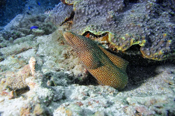 Primo Piano Muraena Vicino Coralli Sott Acqua — Foto Stock