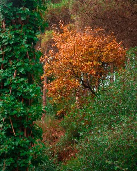 Uma Bela Foto Paisagem Outono Árvores Pitorescas Com Folhagem Colorida — Fotografia de Stock