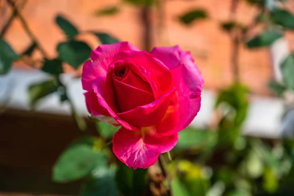 Enfoque Selectivo Una Delicada Rosa Rosa — Foto de Stock