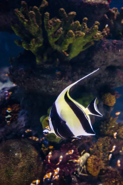 A shot of beautiful zebrafish - undersea life